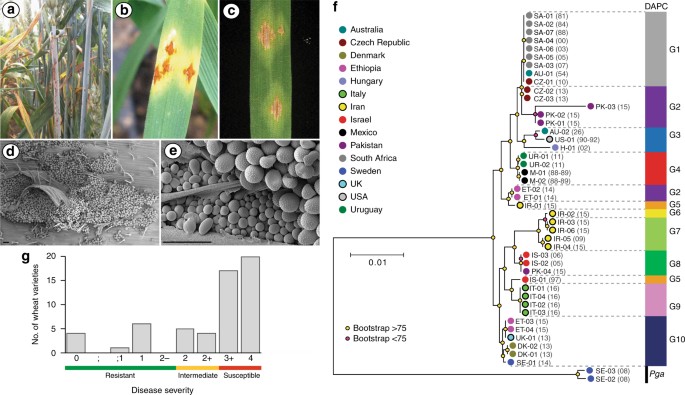 Potential for re-emergence of wheat stem rust in the united kingdom
