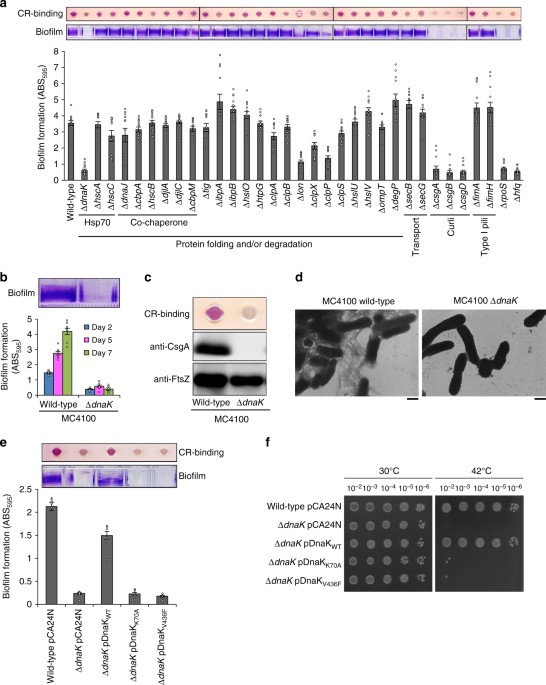 Multitasking Of Hsp70 Chaperone In The Biogenesis Of
