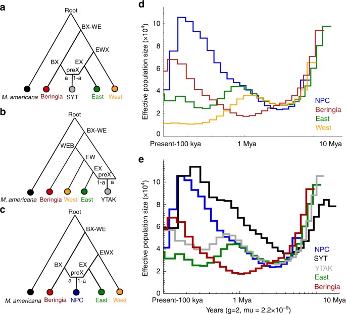 Whole Genome Ysis Of Mustela Erminea Finds That Pulsed Phylogenetic Placement Of Admixed Samples And Historical Demography A C Optimal Hybrid Onto Our Non Raxml