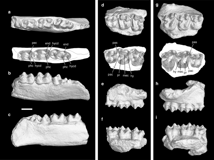 The divergence and dispersal of early perissodactyls as evidenced by early  Eocene equids from Asia | Communications Biology
