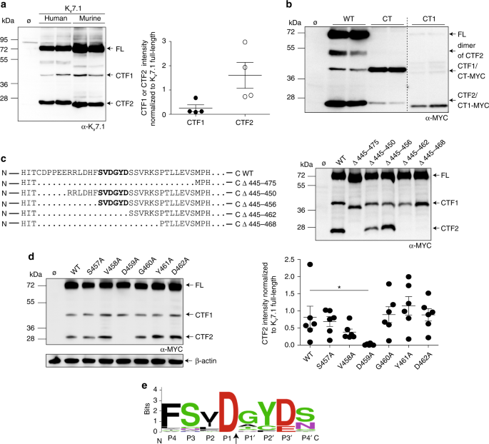 Doxorubicin Induces Caspase Mediated Proteolysis Of Kv7 1 Communications Biology