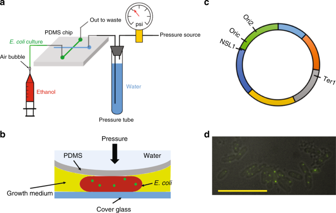 Subdiffusion Of Loci And Cytoplasmic Particles Are Different In Compressed Escherichia Coli Cells Communications Biology