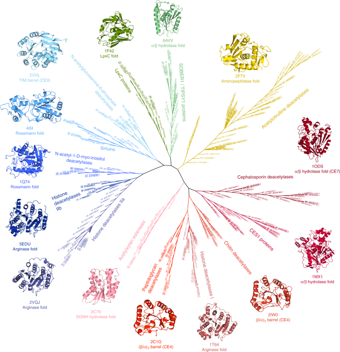 Structural And Chemical Biology Of Deacetylases For Carbohydrates Proteins Small Molecules And Histones Communications Biology