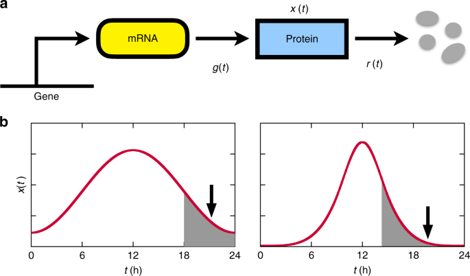 Waveforms Of Molecular Oscillations Reveal Circadian Timekeeping Mechanisms Communications Biology