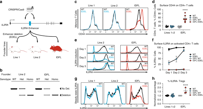 The W88C Mutation of Kibra Impairs Its Binding to Dendrin (A