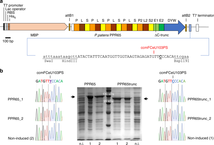 Plant Type Pentatricopeptide Repeat Proteins With A Dyw Domain Drive C To U Rna Editing In Escherichia Coli Communications Biology