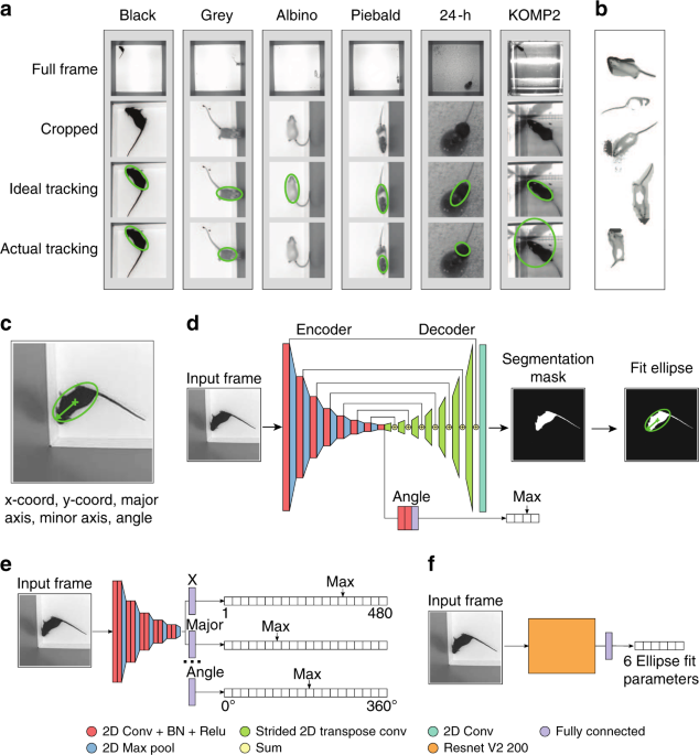 Robust mouse tracking in complex environments using neural networks |  Communications Biology