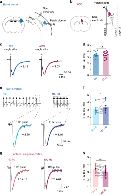 Differences In Glutamate Uptake Between Cortical Regions Impact Neuronal Nmda Receptor Activation Communications Biology