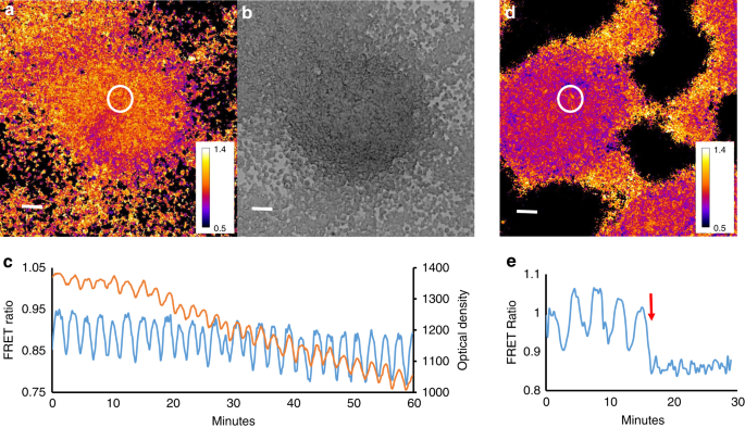 Oscillatory Camp Cell Cell Signalling Persists During
