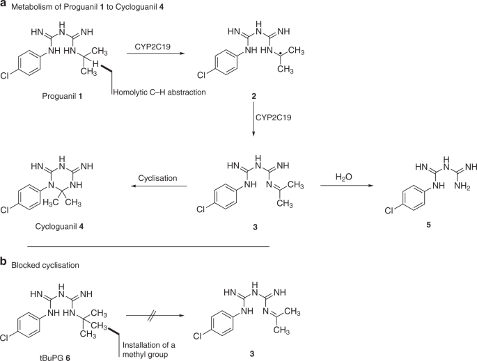 Cyclization Blocked Proguanil As A Strategy To Improve The Antimalarial Activity Of Atovaquone Communications Biology