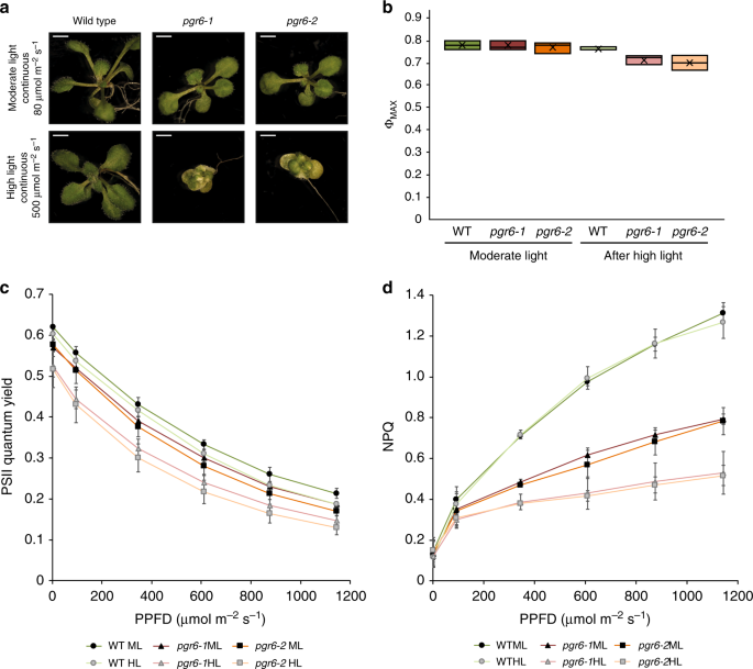 Plastoquinone Homoeostasis By Arabidopsis Proton Gradient Regulation 6 Is  Essential For Photosynthetic Efficiency | Communications Biology Plastoquinone Homoeostasis By Arabidopsis Proton Gradient Regulation 6 Is  Essential For Photosynthetic Efficiency | Communications Biology