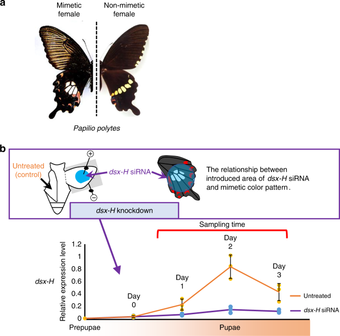 mimetic wing pattern of papilio polytes