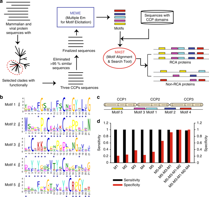 protein motif definition