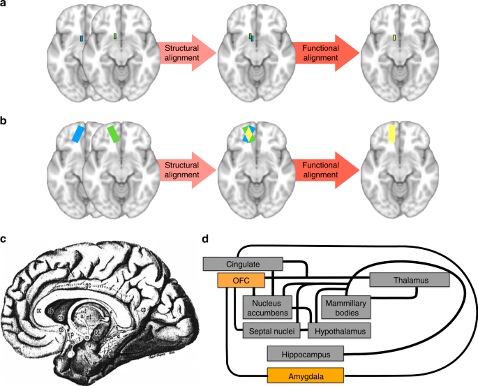 An Improved Neuroanatomical Model Of The Default Mode Network Reconciles Previous Neuroimaging And Neuropathological Findings Communications Biology An Improved Neuroanatomical Model Of The Default Mode Network Reconciles Previous Neuroimaging And Neuropathological Findings Communications Biology