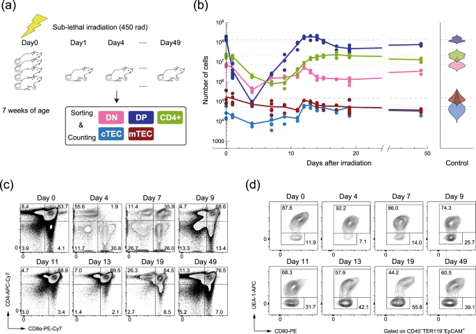 Quantitative Analysis Reveals Reciprocal Regulations Underlying Recovery Dynamics Of Thymocytes And Thymic Environment In Mice Communications Biology