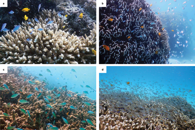 eenvoudig actie Rose kleur Young fishes persist despite coral loss on the Great Barrier Reef |  Communications Biology