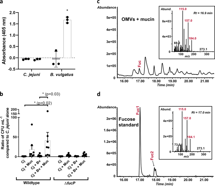 The Gastrointestinal Pathogen Campylobacter Jejuni Metabolizes Sugars With Potential Help From Commensal Bacteroides Vulgatus Communications Biology