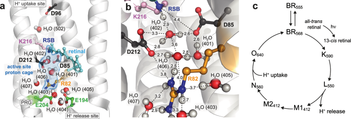 Frontiers  Exploring the Retinal Binding Cavity of