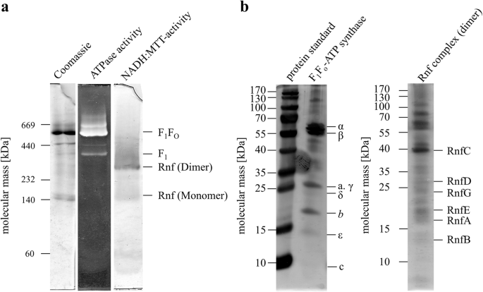 The Rnf Complex Is A Na Coupled Respiratory Enzyme In A Fermenting Bacterium Thermotoga Maritima Communications Biology