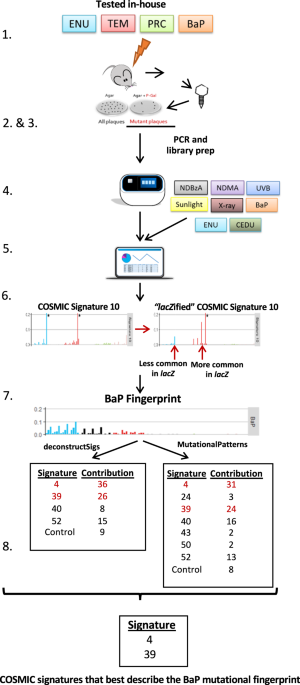 Chemically induced mutations in a mutamouse reporter gene inform mechanisms underlying human cancer mutational signatures