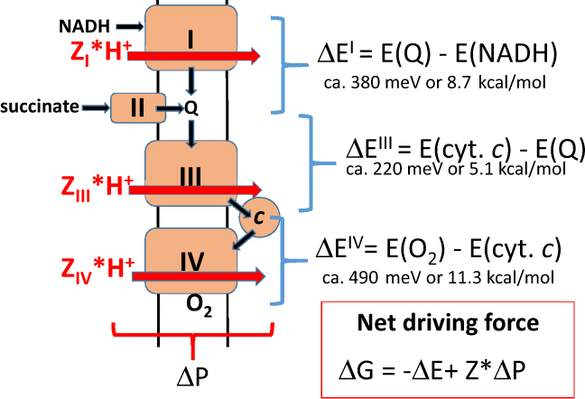 Thermodynamic Efficiency Reversibility And Degree Of Coupling In Energy Conservation By The Mitochondrial Respiratory Chain Communications Biology