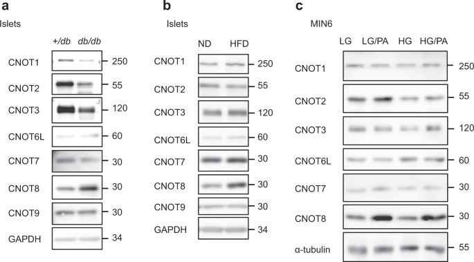 Loss Of B Cell Identity And Diabetic Phenotype In Mice Caused By Disruption Of Cnot3 Dependent Mrna Deadenylation Communications Biology