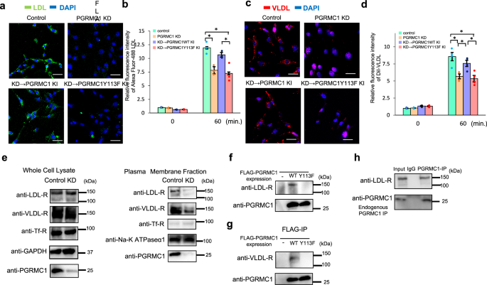 Effect of co-overexpression of the cargo receptor ERGIC-53/MCFD2 on  antibody production and intracellular IgG secretion in recombinant Chinese  hamster ovary cells - ScienceDirect