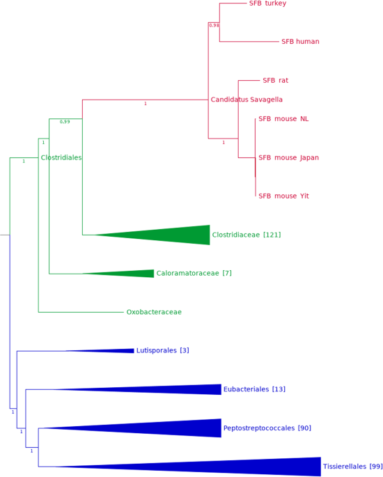 Genome Sequence Of Segmented Filamentous Bacteria Present In The Human Intestine Communications Biology segmented filamentous bacteria