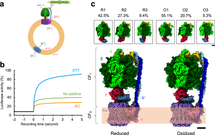Structural Basis Of Redox Modulation On Chloroplast Atp Synthase Communications Biology
