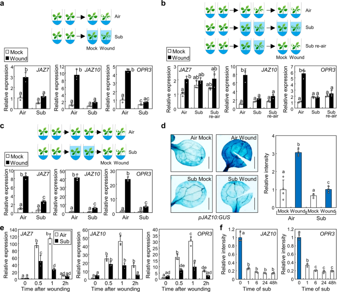 Submergence deactivates wound-induced plant defence against