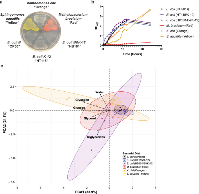 Bacterial Diets Differentially Alter Lifespan And Healthspan Trajectories In C Elegans Communications Biology