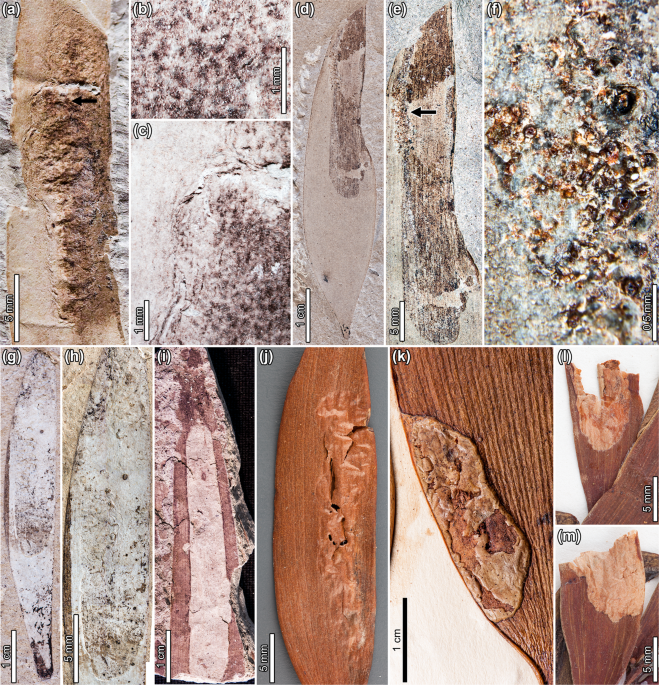 Club los loros slot canyons