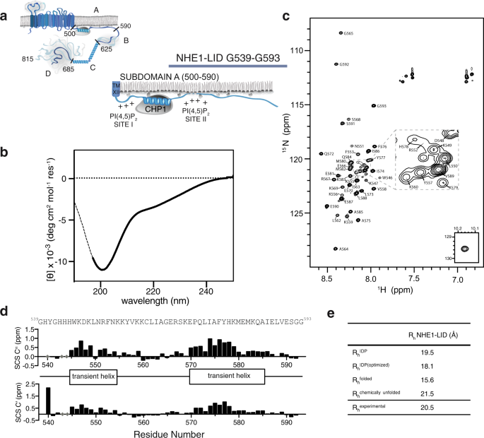 The Intracellular Lipid Binding Domain Of Human Na H Exchanger 1 Forms A Lipid Protein Co Structure Essential For Activity Communications Biology