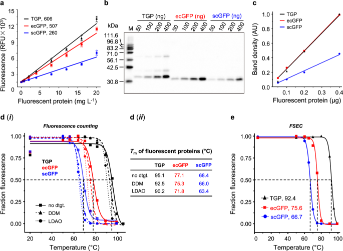 An improved fluorescent tag and its nanobodies for membrane protein  expression, stability assay, and purification