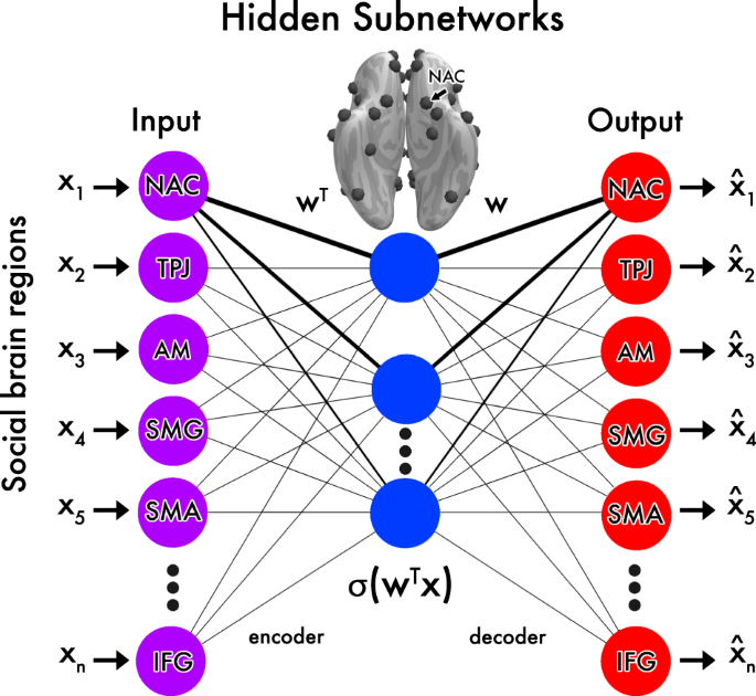 MNE results showing the main neuronal network activated by the