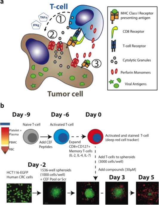 Retracted Article A Biomimetic Assay Platform For The Interrogation Of Antigen Dependent Anti Tumor T Cell Function Communications Biology