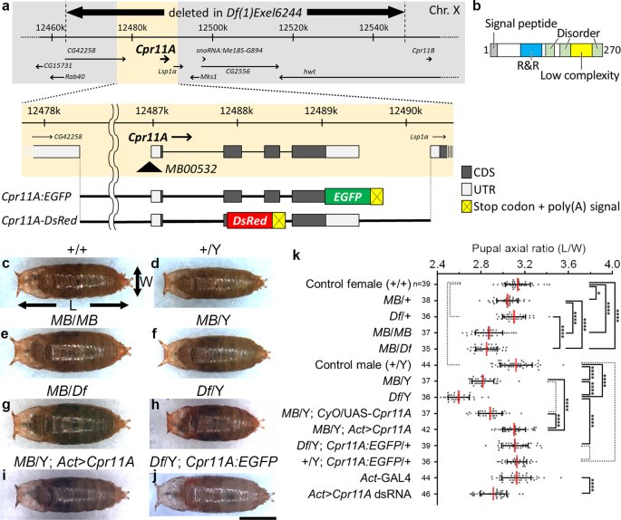 A corset function of exoskeletal ECM promotes body elongation in Drosophila