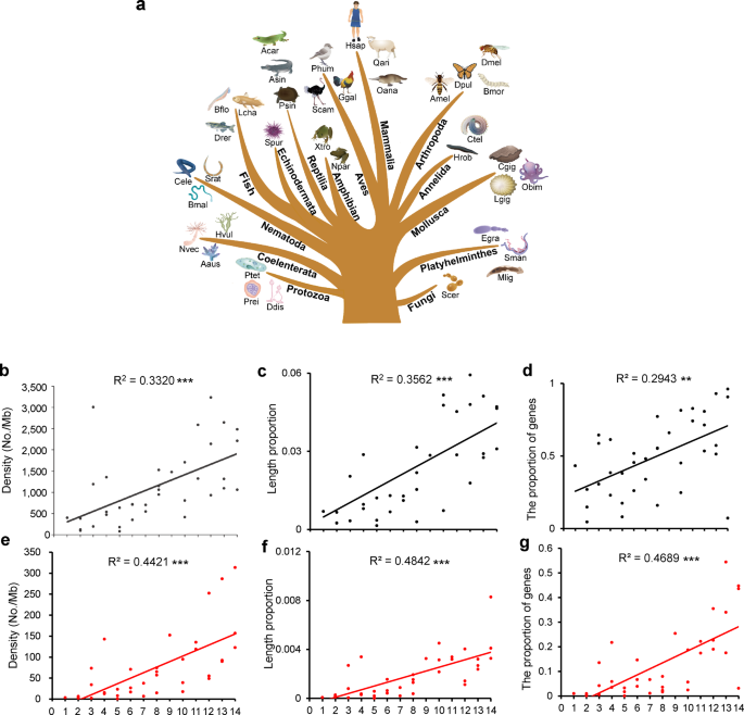 Genome-wide analysis DNA G-quadruplex motifs species provides insights into evolution | Communications Biology