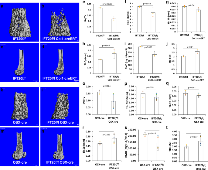 Primary Cilia Control Cell Alignment And Patterning In Bone Development Via Ceramide Pkcz B Catenin Signaling Communications Biology