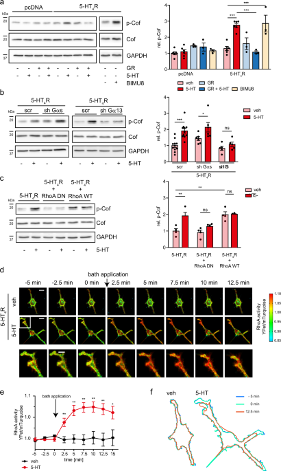 Serotonin 5 Ht 4 Receptor Boosts Functional Maturation Of Dendritic Spines Via Rhoa Dependent Control Of F Actin Communications Biology
