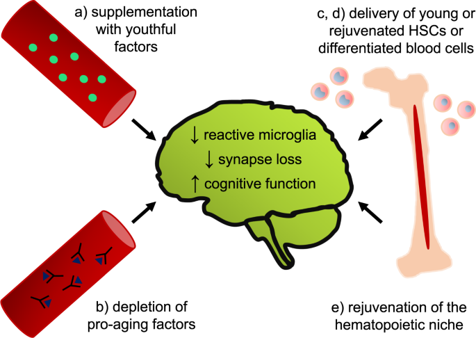 Rejuvenating the blood and bone marrow to slow aging-associated cognitive decline and Alzheimer’s disease