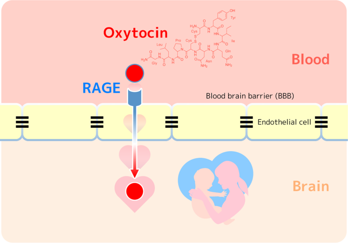 RAGE regulates oxytocin transport into the brain