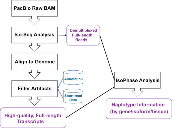 variant phasing and haplotypic