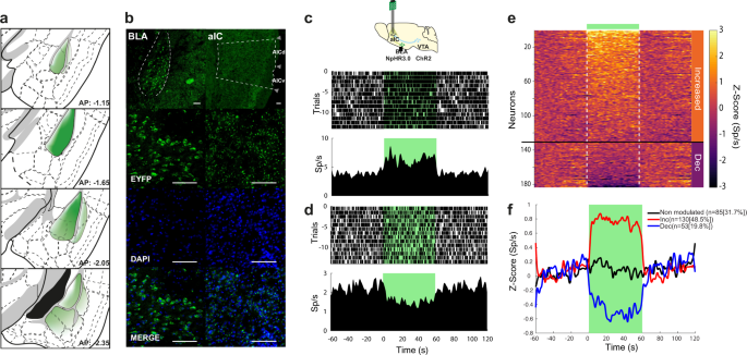 Basolateral amygdala activation enhances object recognition memory by  inhibiting anterior insular cortex activity