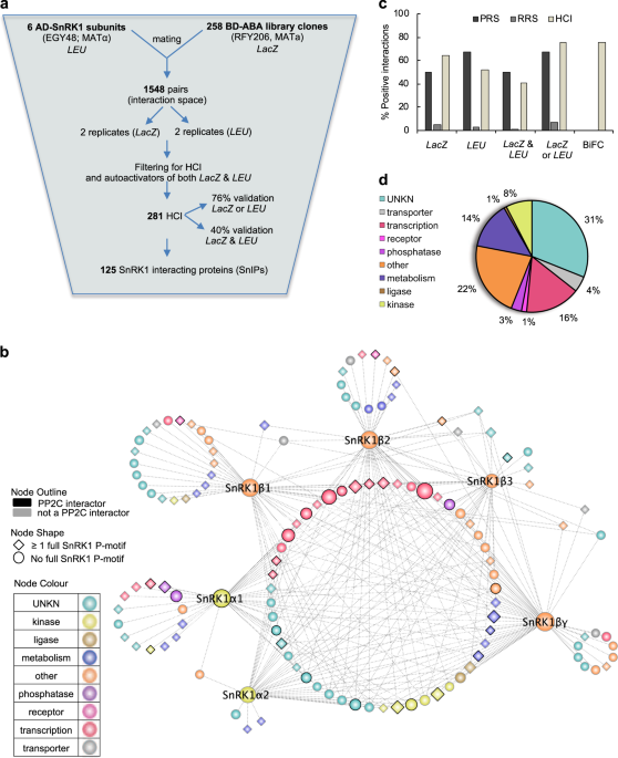 An abscisic acid-responsive protein interaction network for ...