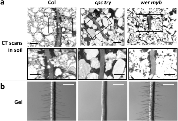 Micro Scale Interactions Between Arabidopsis Root Hairs And Soil Particles Influence Soil Erosion Communications Biology Micro Scale Interactions Between Arabidopsis Root Hairs And Soil Particles Influence Soil Erosion Communications Biology