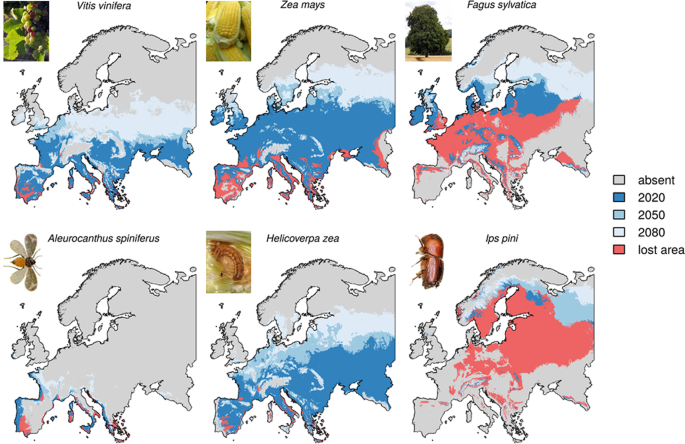 Crop and forest pest metawebs shift towards increased linkage and  suitability overlap under climate change | Communications Biology