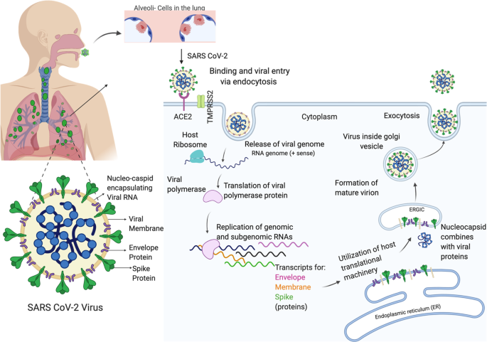 viral prostatitis)