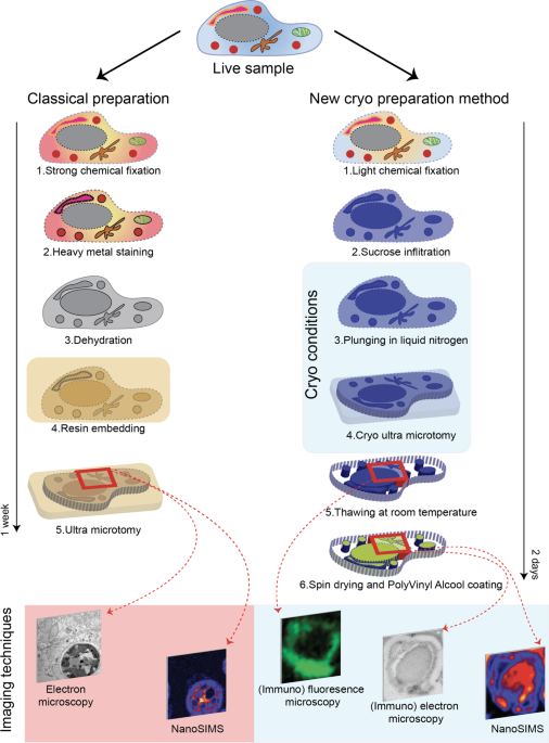 Correlation of fluorescence microscopy, electron microscopy, and nanosims stable isotope imaging on a single tissue section