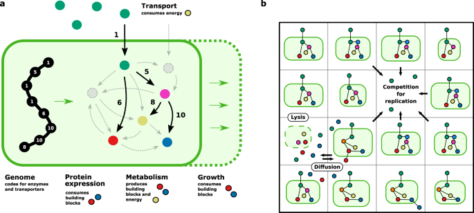 Genome-driven evolutionary game theory helps understand the rise of  metabolic interdependencies in microbial communities